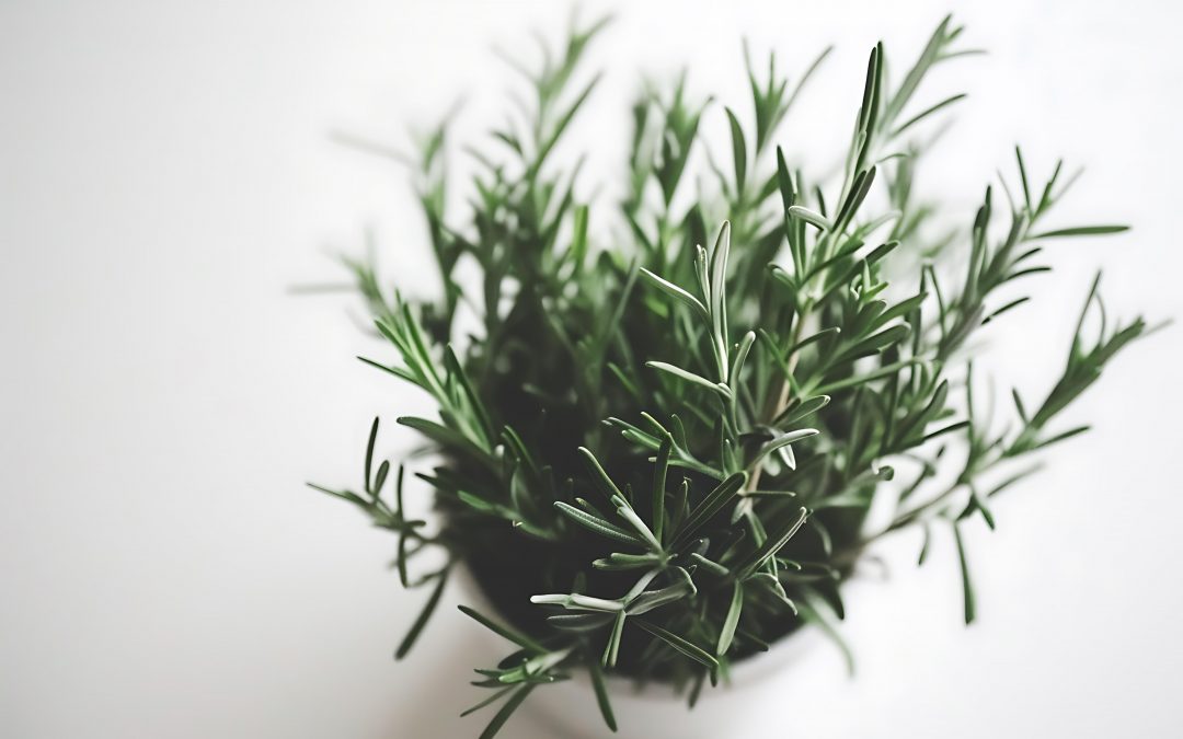 Five Brain-Boosting Foods You Should Be Eating